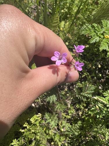 iNaturalist observation photo of Redstem Stork's-bill