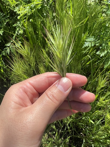 iNaturalist observation photo of Compact Brome
