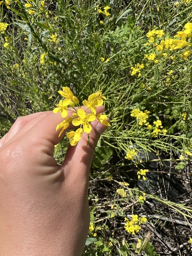 iNaturalist observation photo of field mustard