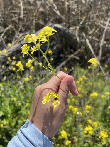 iNaturalist observation photo of Brassiceae