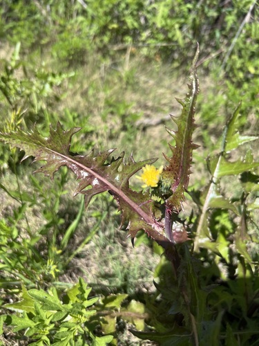 iNaturalist observation photo of prickly sowthistle