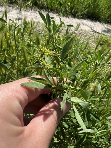 iNaturalist observation photo of small melilot