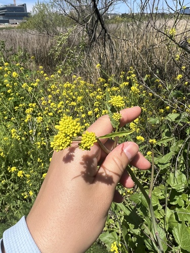 iNaturalist observation photo of Brassiceae