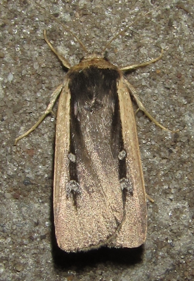 Radford's Flame Shoulder