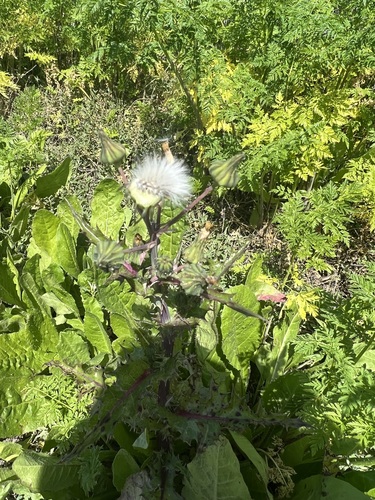 iNaturalist observation photo of Common Sow-thistle