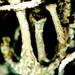 Cladonia crispata - Photo (c) Ed Uebel, algunos derechos reservados (CC BY-SA)