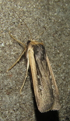 Ochropleura leucogaster
