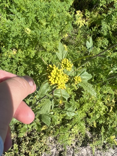 iNaturalist observation photo of Black Mustard