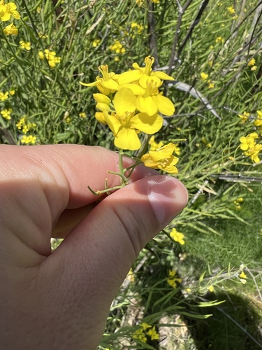 iNaturalist observation photo of field mustard