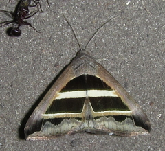 Grammodes
