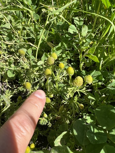 iNaturalist observation photo of pineapple-weed