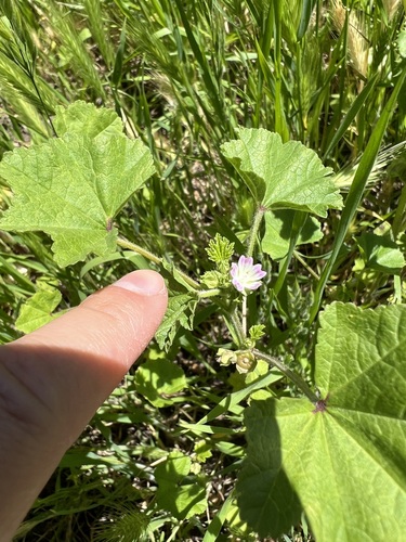 iNaturalist observation photo of cheeseweed mallow