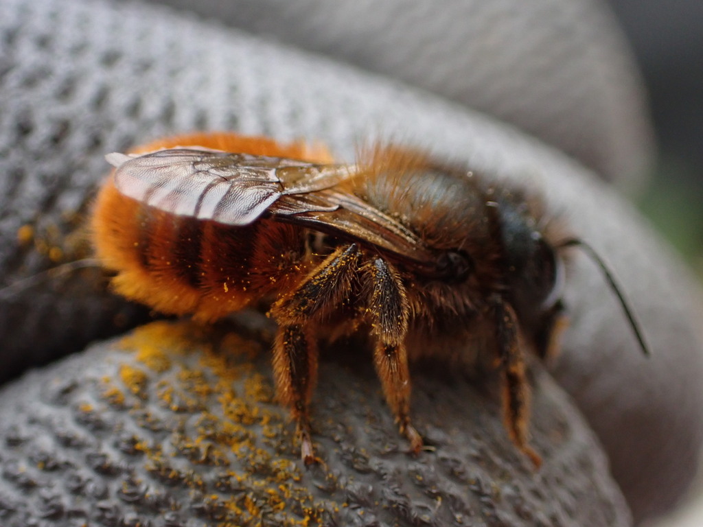 Osmia tricornis