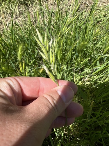 iNaturalist observation photo of common soft brome