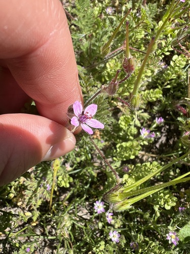 iNaturalist observation photo of Redstem Stork's-bill