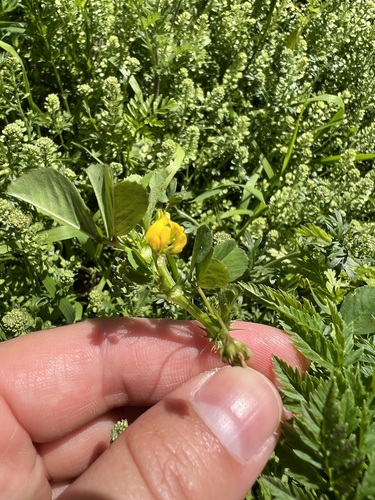 iNaturalist observation photo of bur clover