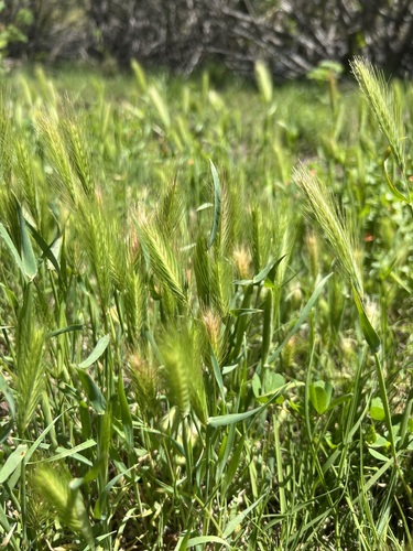 iNaturalist observation photo of wall barley