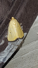 Marimatha nigrofimbria
