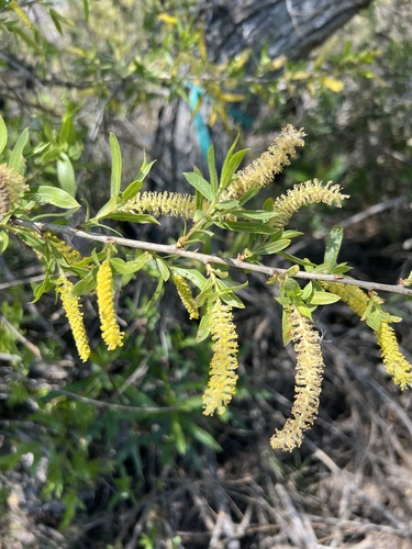 iNaturalist observation photo of Goodding's willow