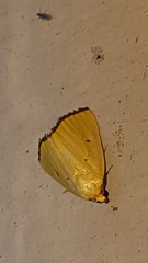Marimatha nigrofimbria