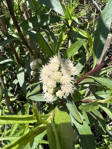 iNaturalist observation photo of mule fat