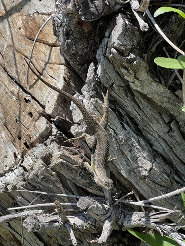 iNaturalist observation photo of Western Fence Lizard