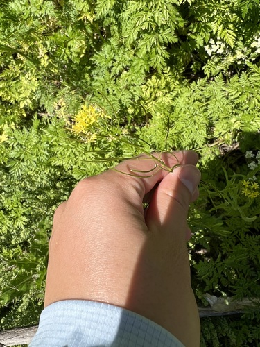 iNaturalist observation photo of Western Tansymustard