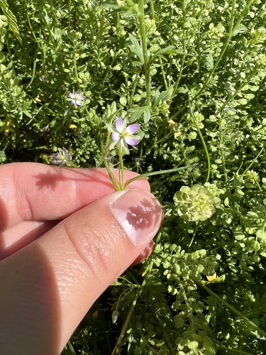 iNaturalist observation photo of Saltmarsh Sand Spurry