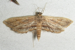 Parapoynx fluctuosalis