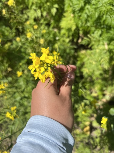 iNaturalist observation photo of field mustard