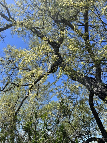 iNaturalist observation photo of Goodding's willow