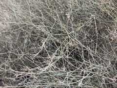 Psorothamnus scoparius