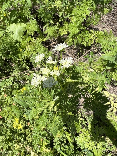 iNaturalist observation photo of poison hemlock