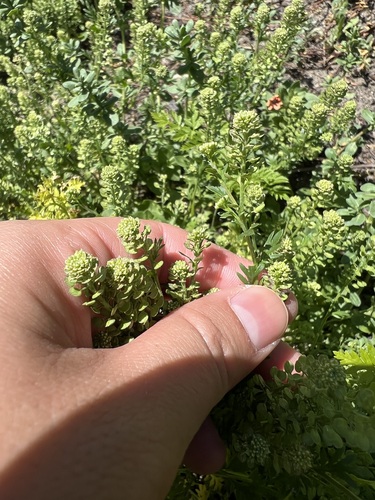 iNaturalist observation photo of Upright Pepperweed