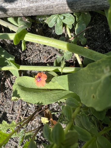 iNaturalist observation photo of scarlet pimpernel