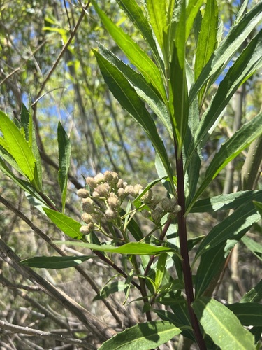 iNaturalist observation photo of mule fat