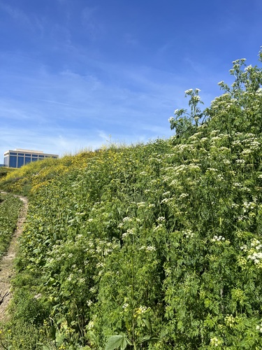 iNaturalist observation photo of poison hemlock