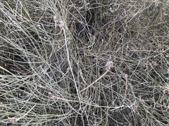 Psorothamnus scoparius