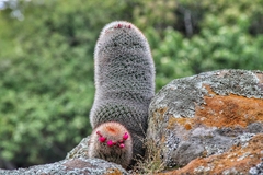 Mammillaria spinosissima spinosissima