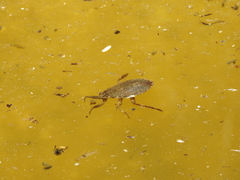 Nepoidea