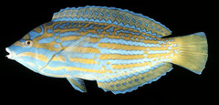 Blue and Yellow Wrasse photo 3