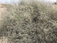 Psorothamnus scoparius