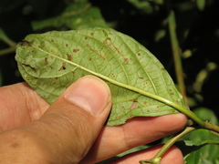 Solanum cornifolium