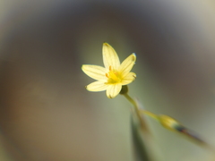 Sisyrinchium cernuum