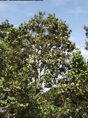 Ladenbergia macrocarpa