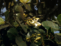 Ladenbergia macrocarpa