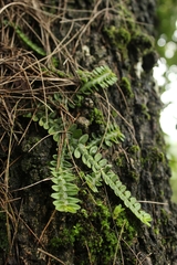 Dichaea neglecta