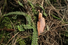 Dichaea neglecta