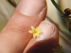 Sisyrinchium cernuum