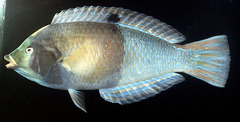 Blue and Yellow Wrasse photo 4